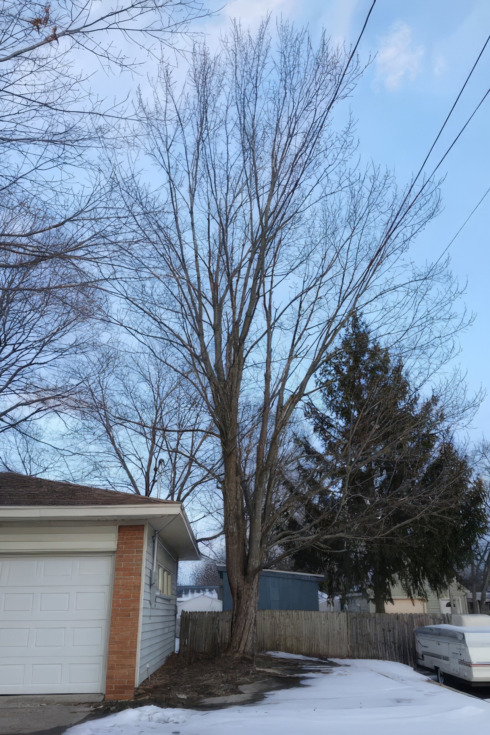 Eli Tree Service 22.1